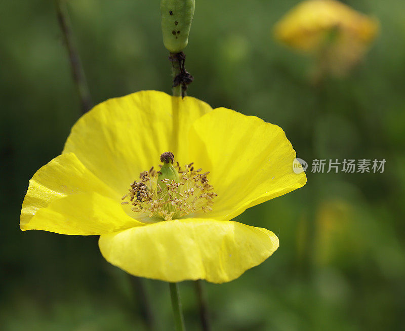 罂粟(Meconopsis cambrica)